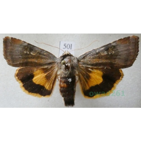 Noctua janthe (Borkhausen, 1792) Rolnica przepaska Czech50l